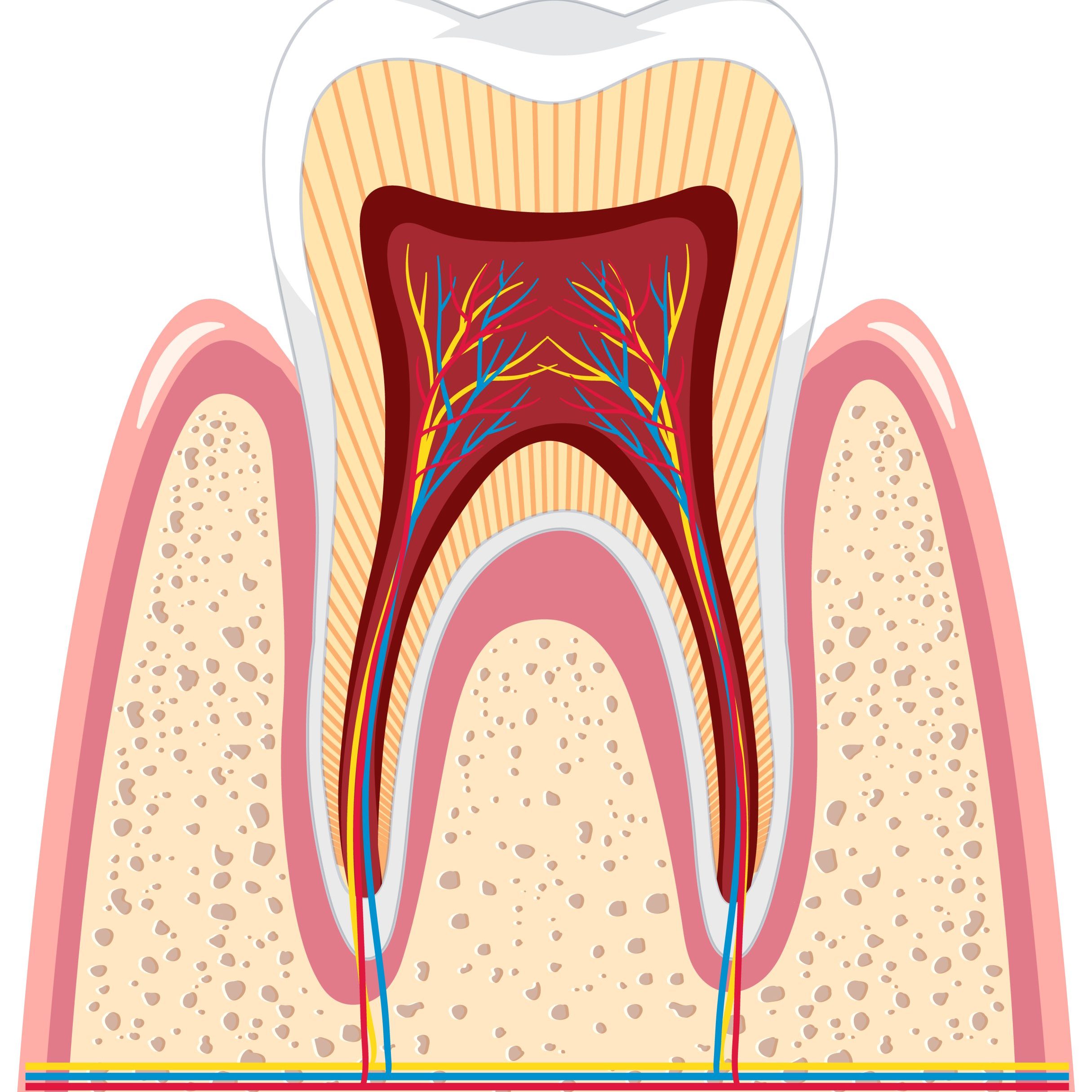 Tooth anatomy in gum on white background Tooth anatomy in gum on white background illustration
